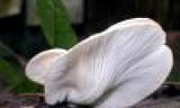 Successful breeding Hoang Bach mushroom