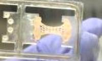 Successful breeding of artificial heart patch