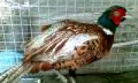 Successful breeding of red pheasant in Ha Tinh
