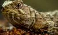 Successful breeding of reptiles lived before dinosaurs