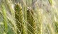 Successful breeding of wheat tolerates salinity