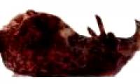 Successful memory transplantation for snails