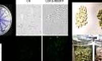 Successful preparation of oral Covid-19 vaccine