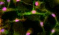 Successful reconstruction of retinal cells