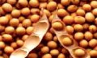 Successful restoration of soybean varieties in Nam Dan