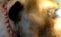 Successful transplantation of monkey heads in China