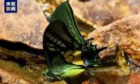Successfully artificially reproduced the rarest butterfly in the world
