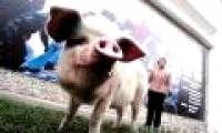Successfully cloned pigs by cloning method