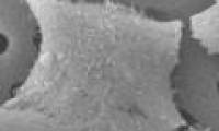 Successfully created kidney cells from stem cells