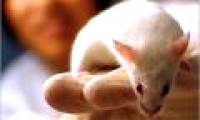 Successfully cultured auditory neurons