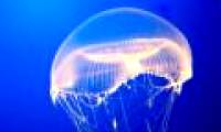 Successfully cultured new shaped jellyfish