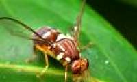 Successfully decipher the visual network of the fruit fly larvae brain