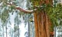 Successfully duplicated 20-storey trees, helping protect the environment