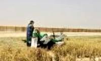 Successfully planted saline tolerant rice in Dubai