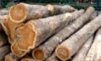 Successfully refining high quality wood pulp of Vietnam