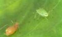 Successfully sketch Aphid aphid gene map