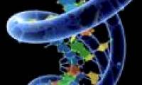 Successfully synthesized the world's first artificial DNA molecule