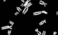 Successfully synthesizing DNA of eukaryotes