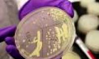 Successfully tested human gene implants on yeast
