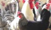 Successfully tried the VCN-G15 super egg chicken breed