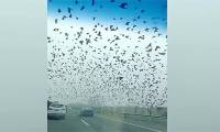 Suddenly appeared a giant flock of crows flying over the highway