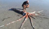 Suddenly discovered a giant squid weighing 200kg washed ashore