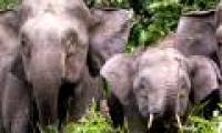 Sumatra elephants are standing on the brink of extinction