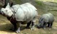 Sumatra rhinos in Malaysia are paired for breeding