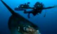 Sun fish, champion of achievement ... laying