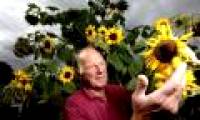 Sunflower plants bloom 104 flowers