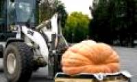 Super big pumpkin weighs more than 821 kg