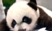 Super cute pictures of the world's first triplets panda