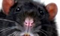 'Super mouse' is as big as a cat because of radiation