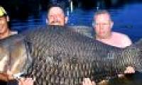 Superhearted coral fish bite English anglers