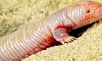 Superhuman lizards: Like worms that grow in their hands, their whole lives are buried in the ground without fear of hunger
