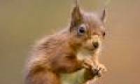 Superhuman red squirrel 'fly' like bird