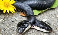 Surgery for a two-headed snake is extremely rare