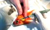 Surgery to remove tumors for goldfish in the UK