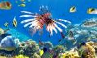 Surprise about the ability to distinguish colors of marine ornamental fish