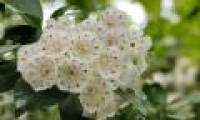 Surprise with beautiful trees but capable of causing painful death