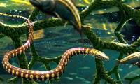 Surprise with the 'four-legged snake' that appeared 110 million years ago