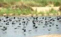 Surprised because thousands of precious birds suddenly disappeared
