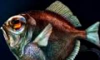Surprised: Fish that live in the dark ocean still see colors
