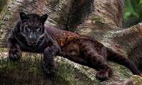 Surprising facts about the black panther - the inspiration for the character Black Panther