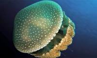 Surprising number of invertebrate species extinct in Australia