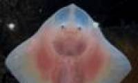 Surprisingly lovely look of demons in the deep sea