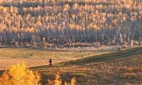 Surreal Autumn Beauty on the Great Xing'an Mountains