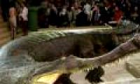 Survival of crocodiles and dinosaurs
