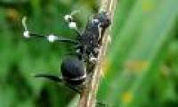 Survival of parasitic fungus Ophiocordyceps unilateralis