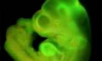 Suspects copying around STAP cell works